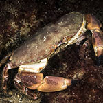  Cancer pagurus